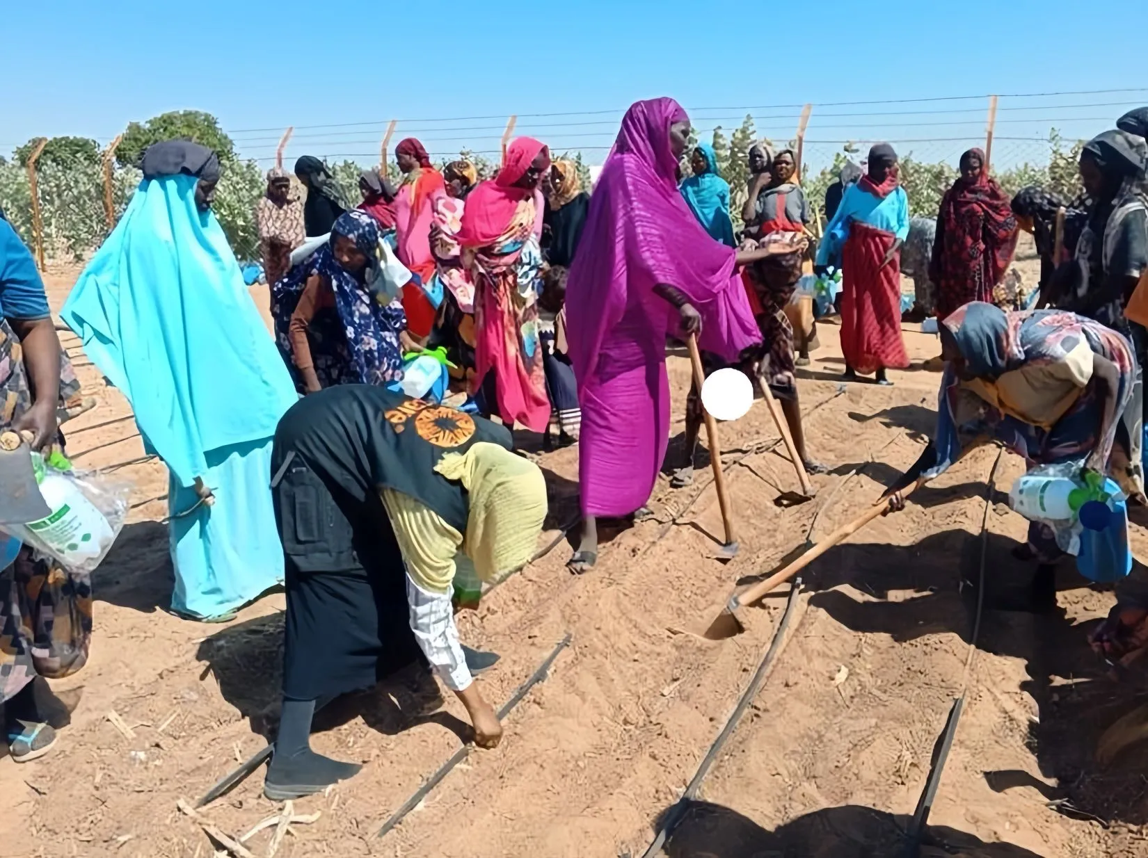 A group of Sudanese women farmers working in a field.