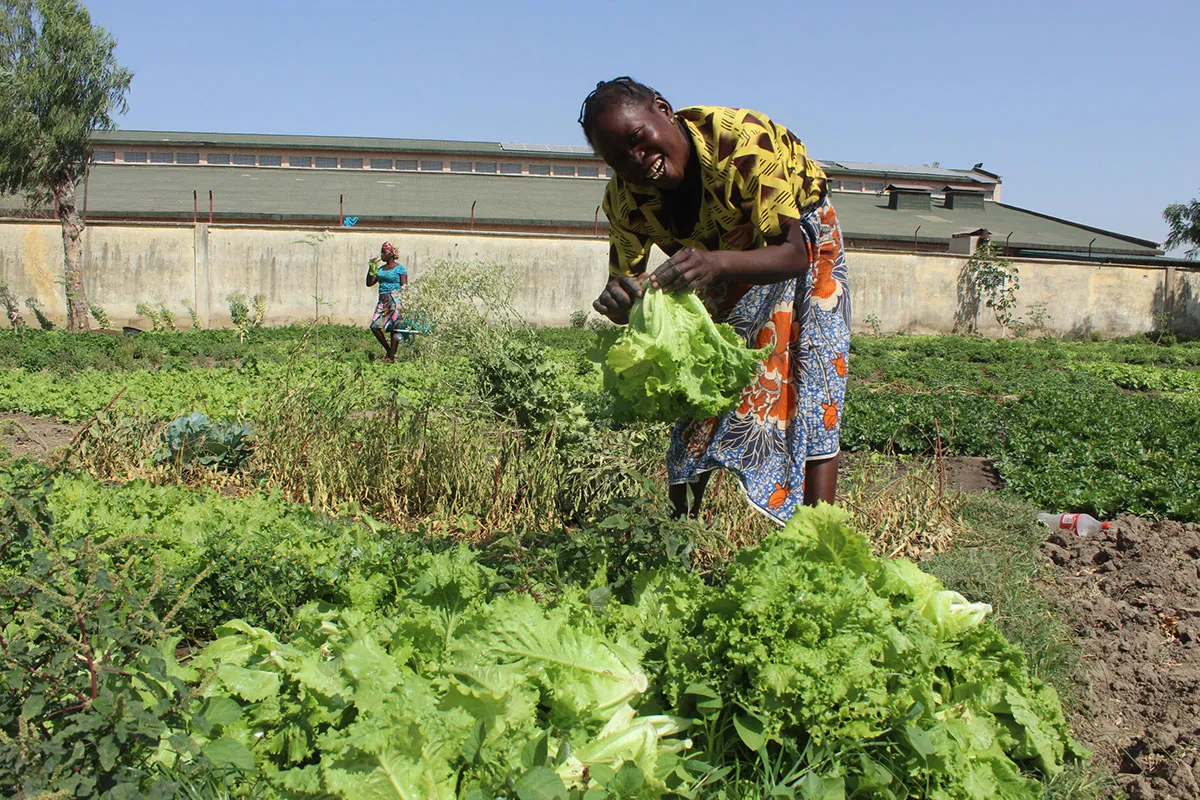 A woman smiles while picking a head of lettuce from a field of crops.